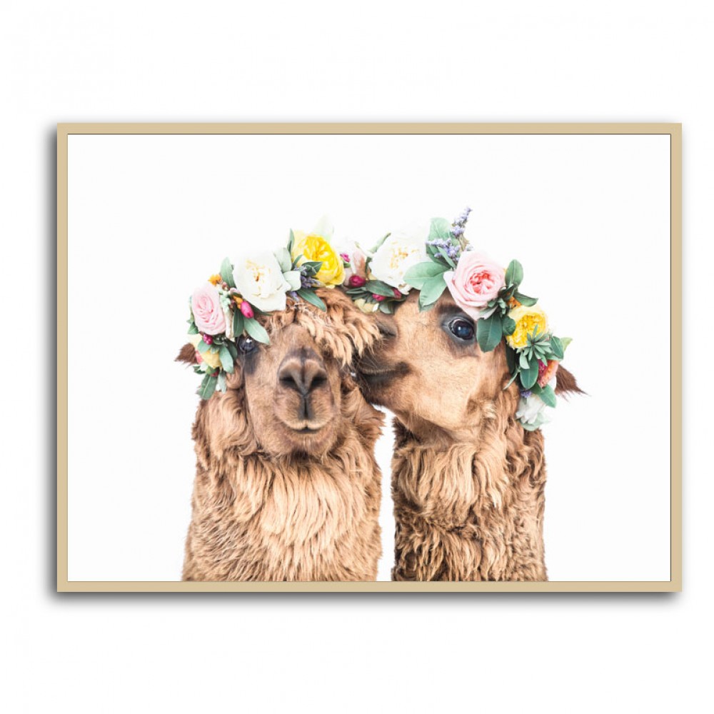 Boho Alpacas