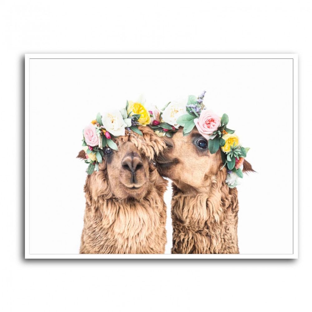 Boho Alpacas