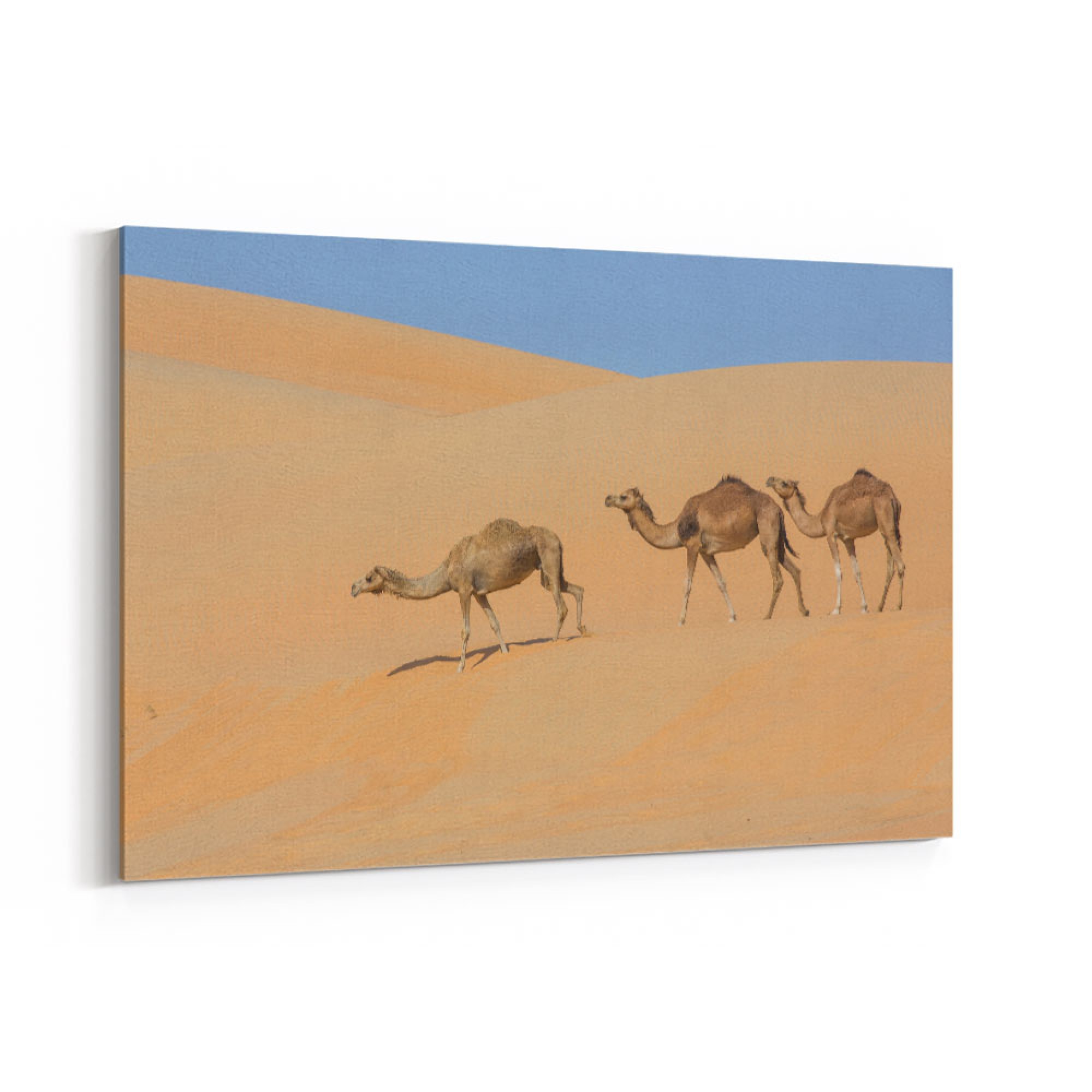 Three Camels Wall Art