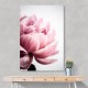 Peony 1 Wall Art