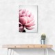 Peony 1 Wall Art