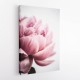 Peony 1 Wall Art