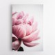 Peony 1 Wall Art