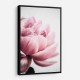 Peony 1 Wall Art