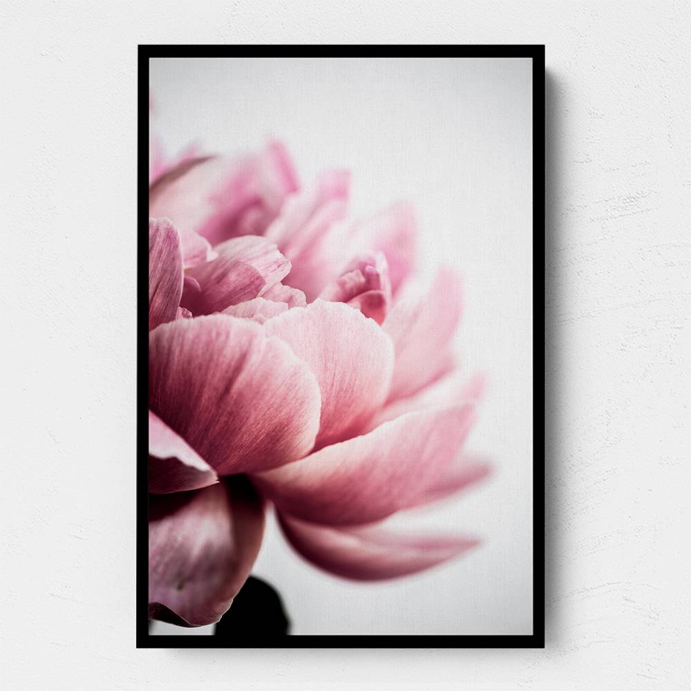 Peony 1 Wall Art