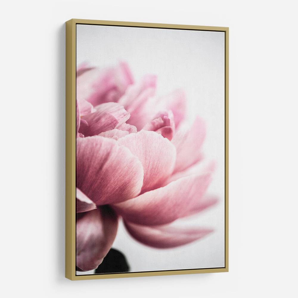 Peony 1 Wall Art