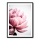 Peony 1 Wall Art