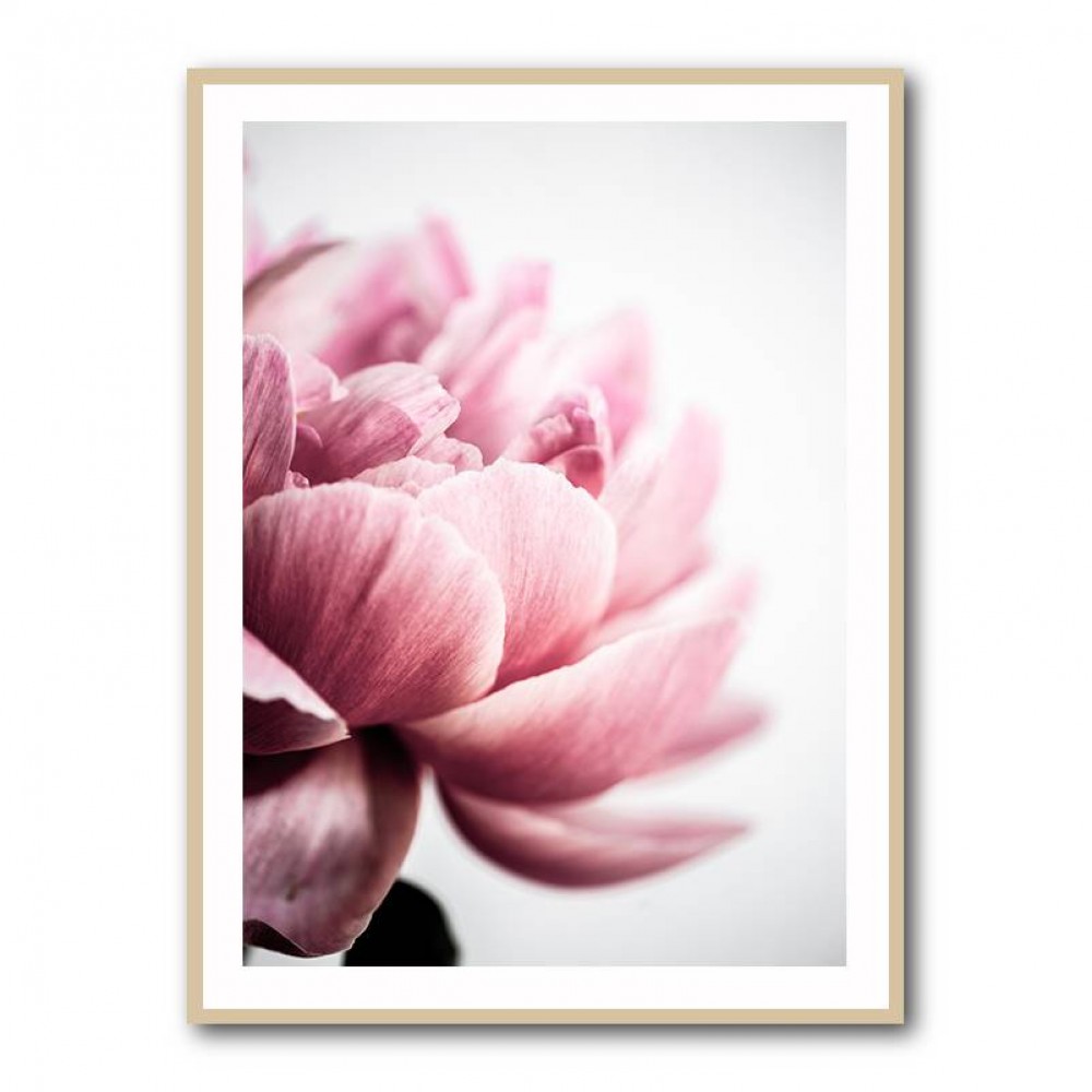 Peony 1 Wall Art