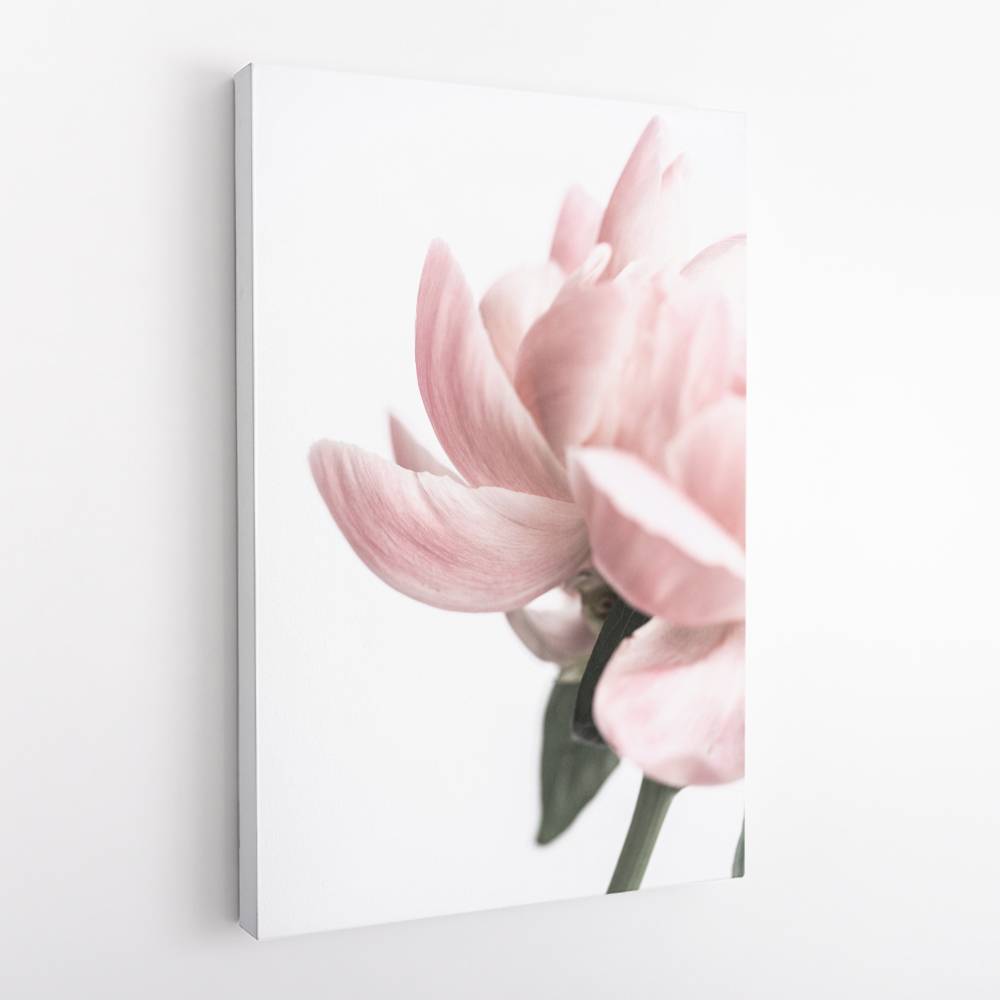 Peony 2 Wall Art