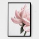 Peony 2 Wall Art