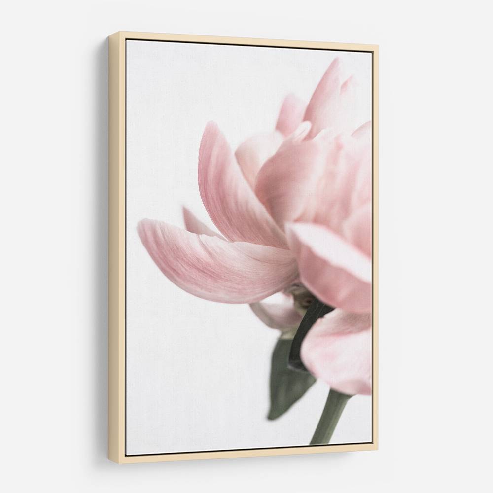 Peony 2 Wall Art