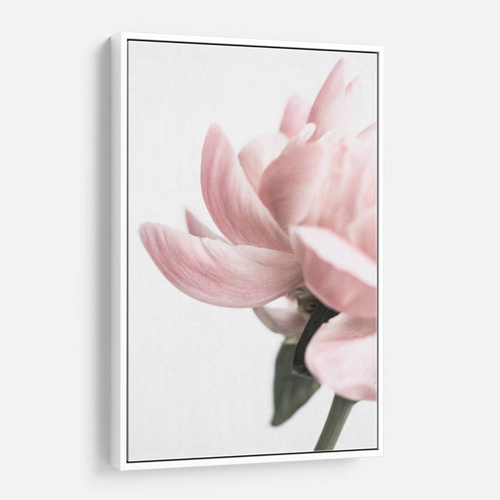 Peony 2 Wall Art