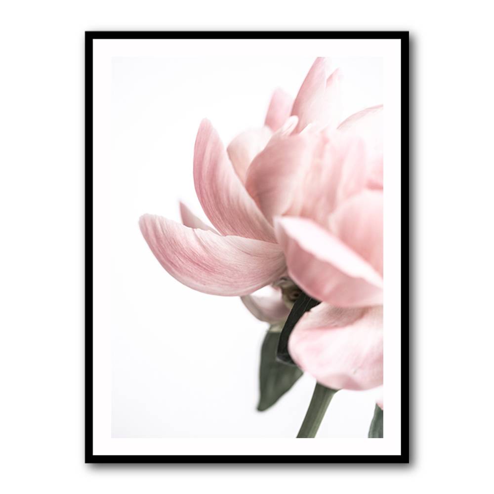 Peony 2 Wall Art