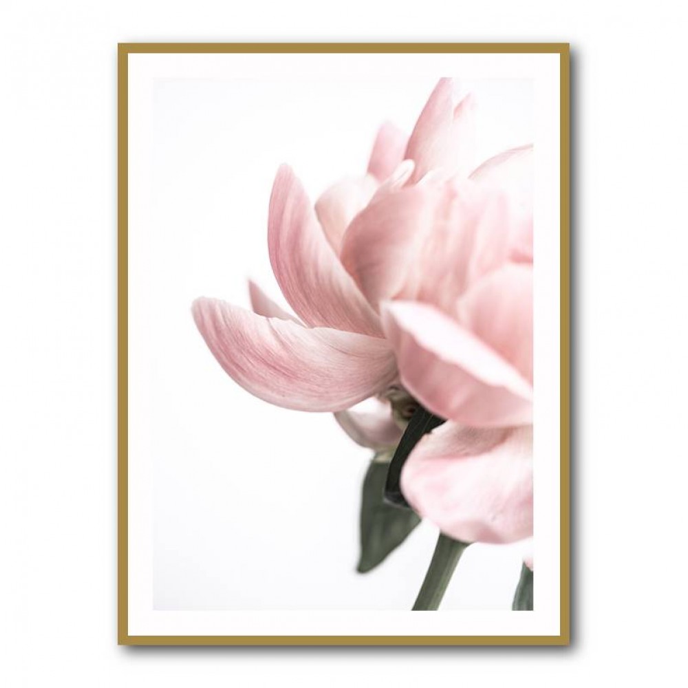 Peony 2 Wall Art