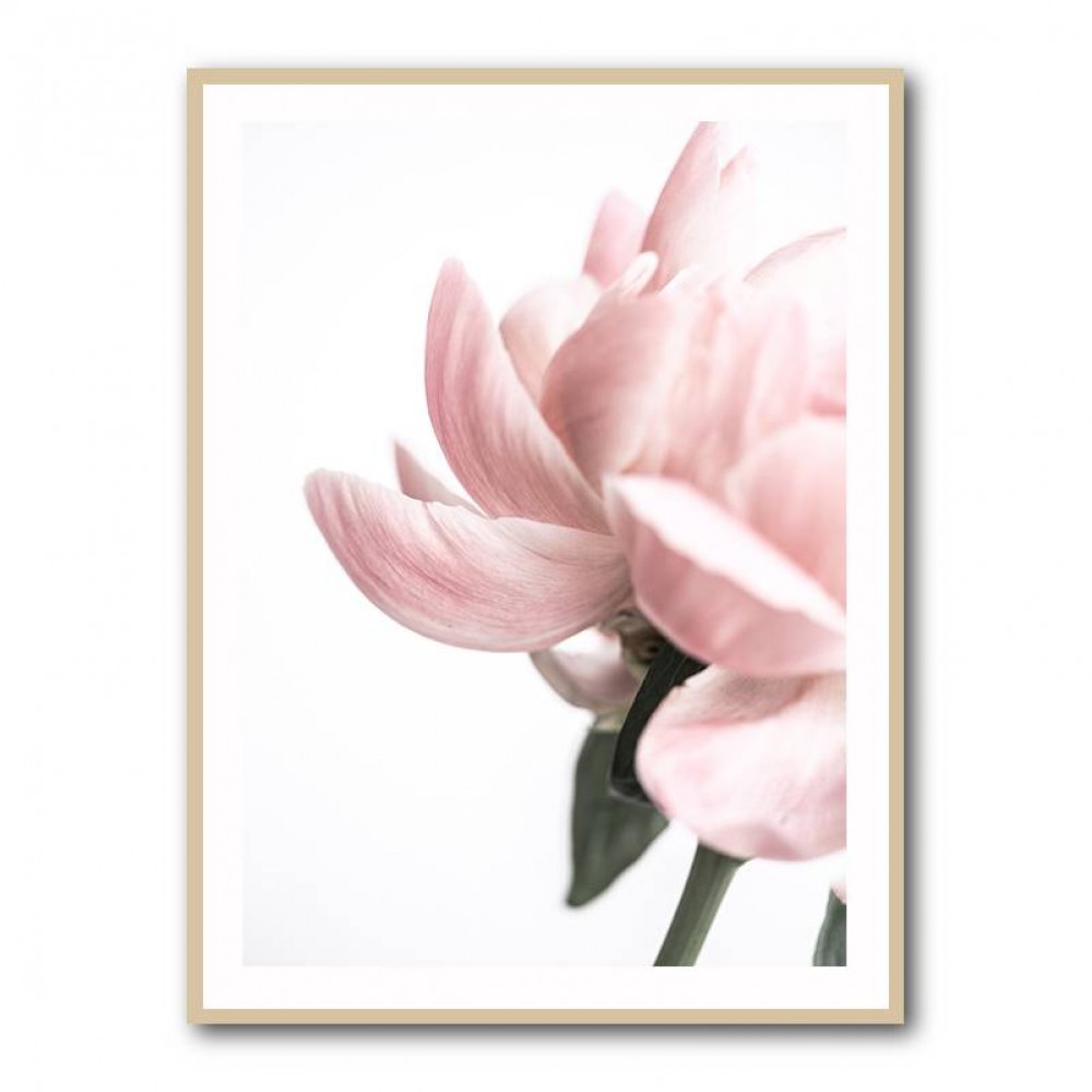 Peony 2 Wall Art