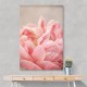 Peony 4 Wall Art