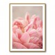 Peony 4 Wall Art