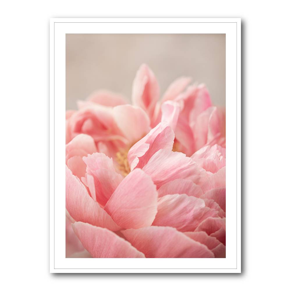 Peony 4 Wall Art