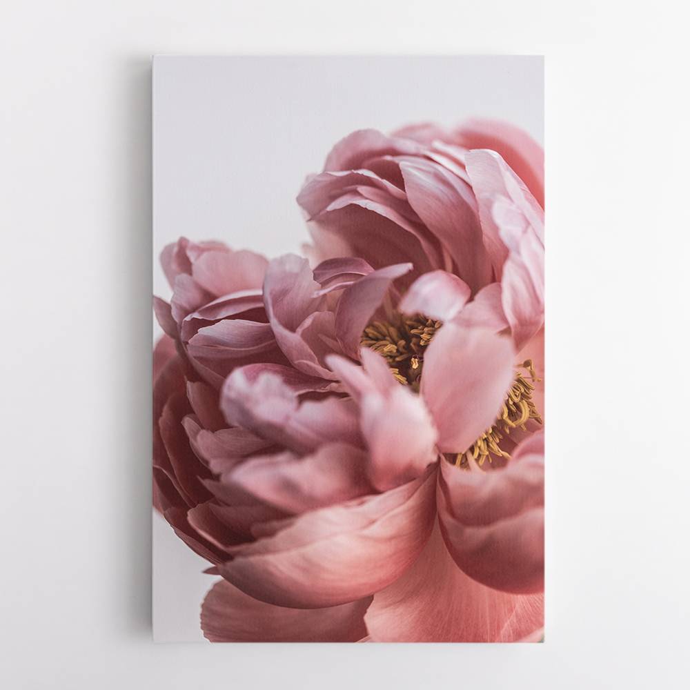 Peony Wall Art