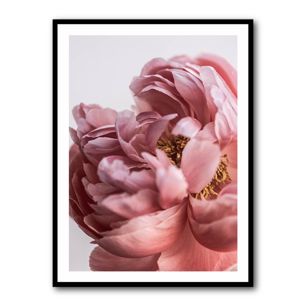 Peony Wall Art