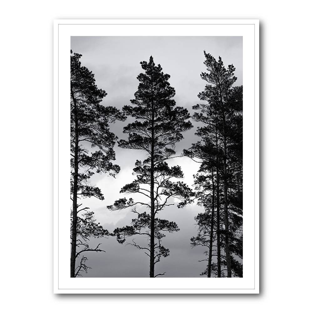 Swedish Trees Wall Art