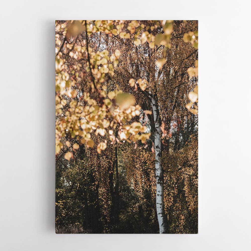 Autumn Birch Tree Wall Art