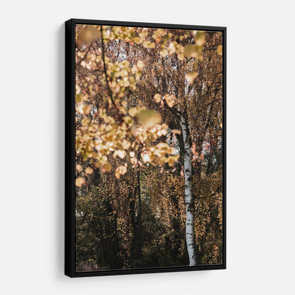 Autumn Birch Tree Wall Art