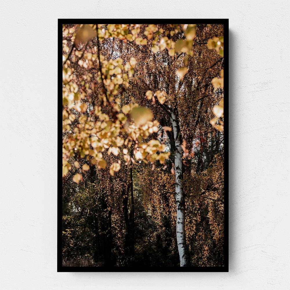 Autumn Birch Tree Wall Art