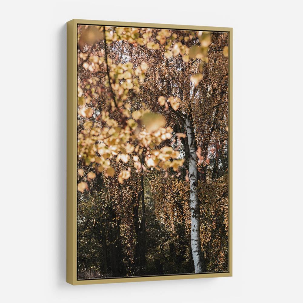 Autumn Birch Tree Wall Art