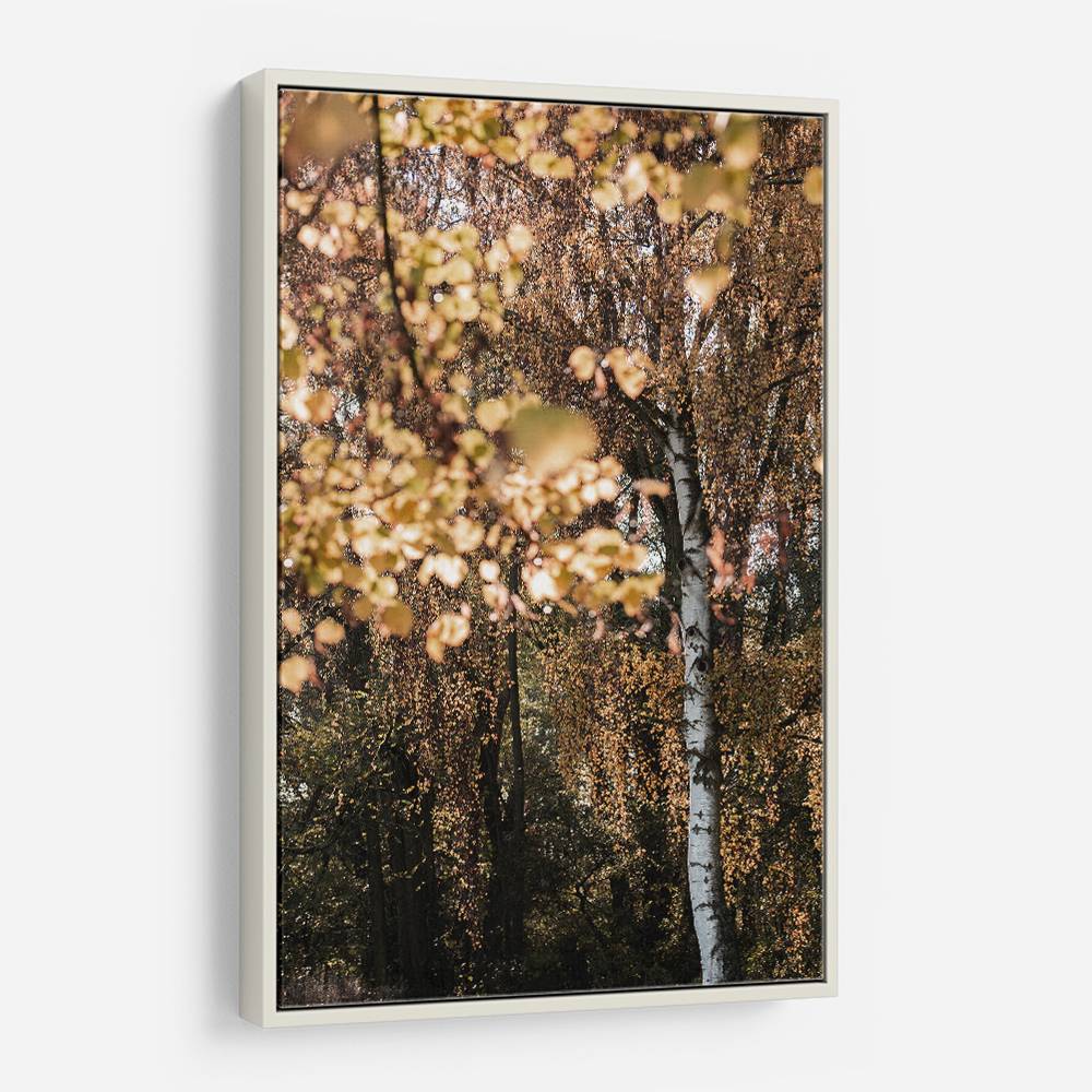 Autumn Birch Tree Wall Art