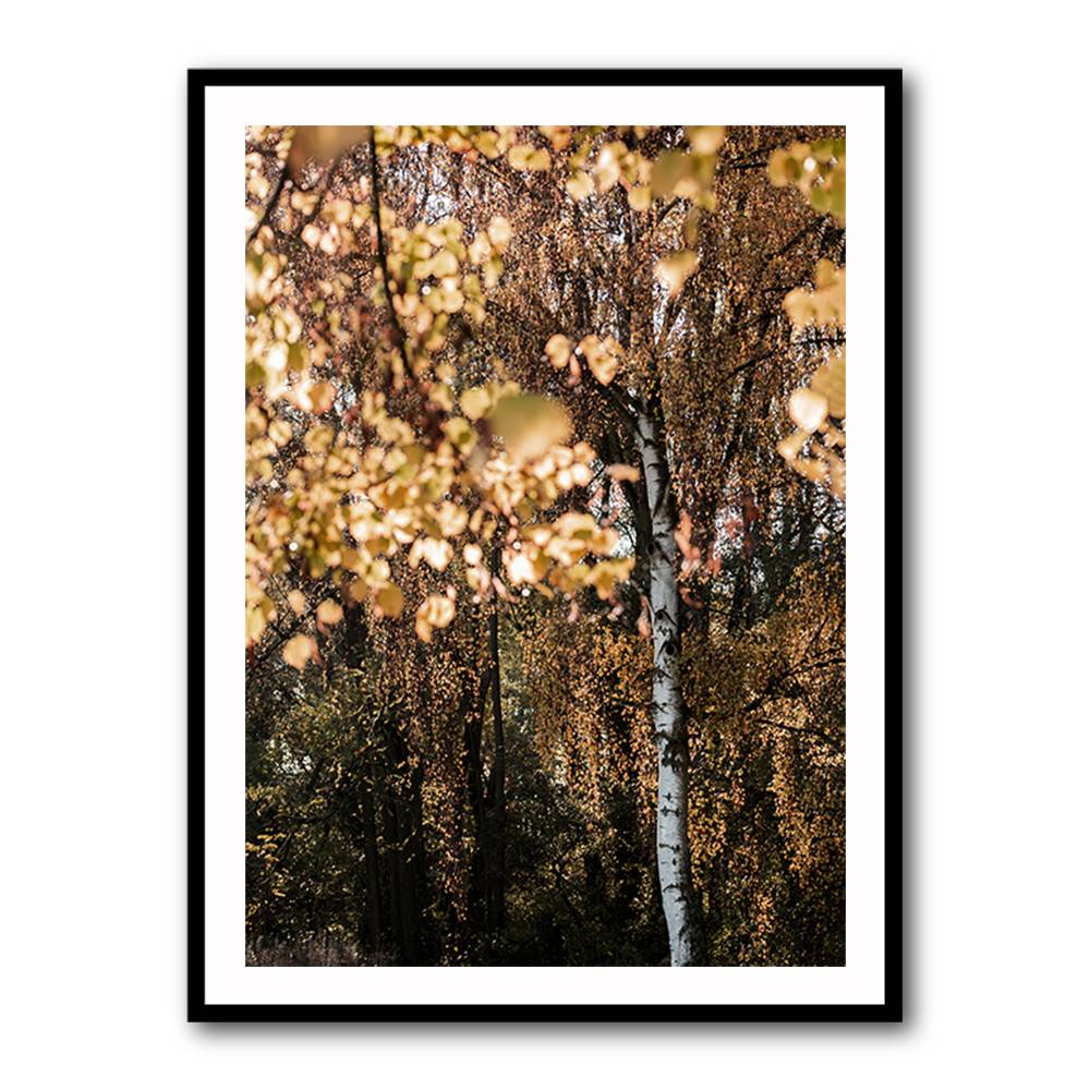 Autumn Birch Tree Wall Art