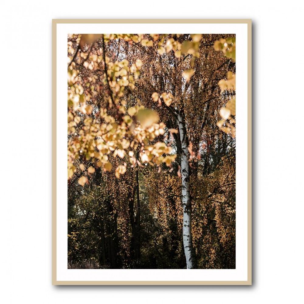 Autumn Birch Tree Wall Art