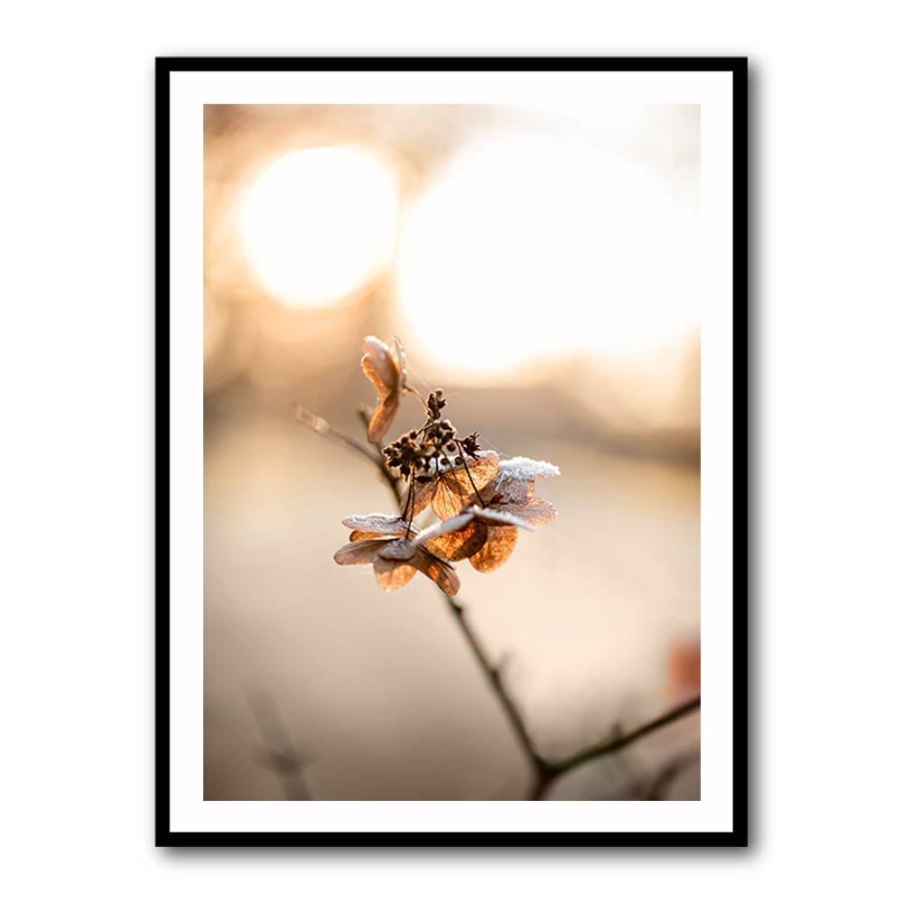 Hydrangea 4 Wall Art