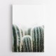 Cactus 1 Wall Art