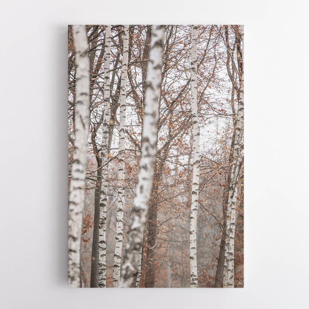 Birch Trees 6 Wall Art