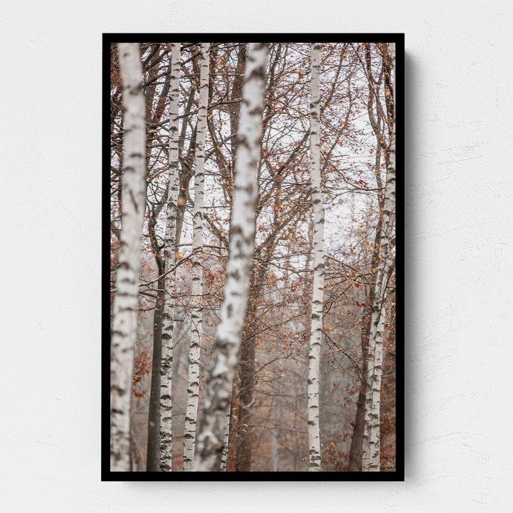 Birch Trees 6 Wall Art