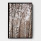 Birch Trees 6 Wall Art