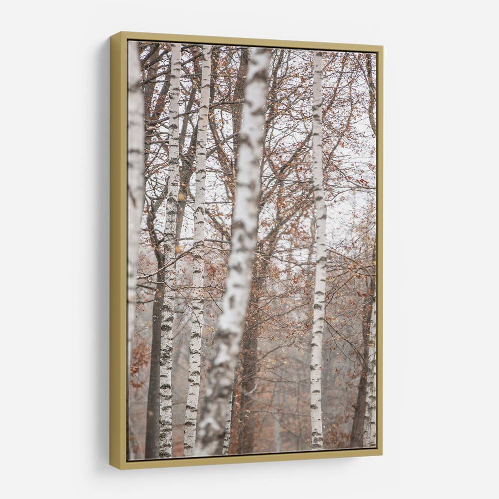 Birch Trees 6 Wall Art