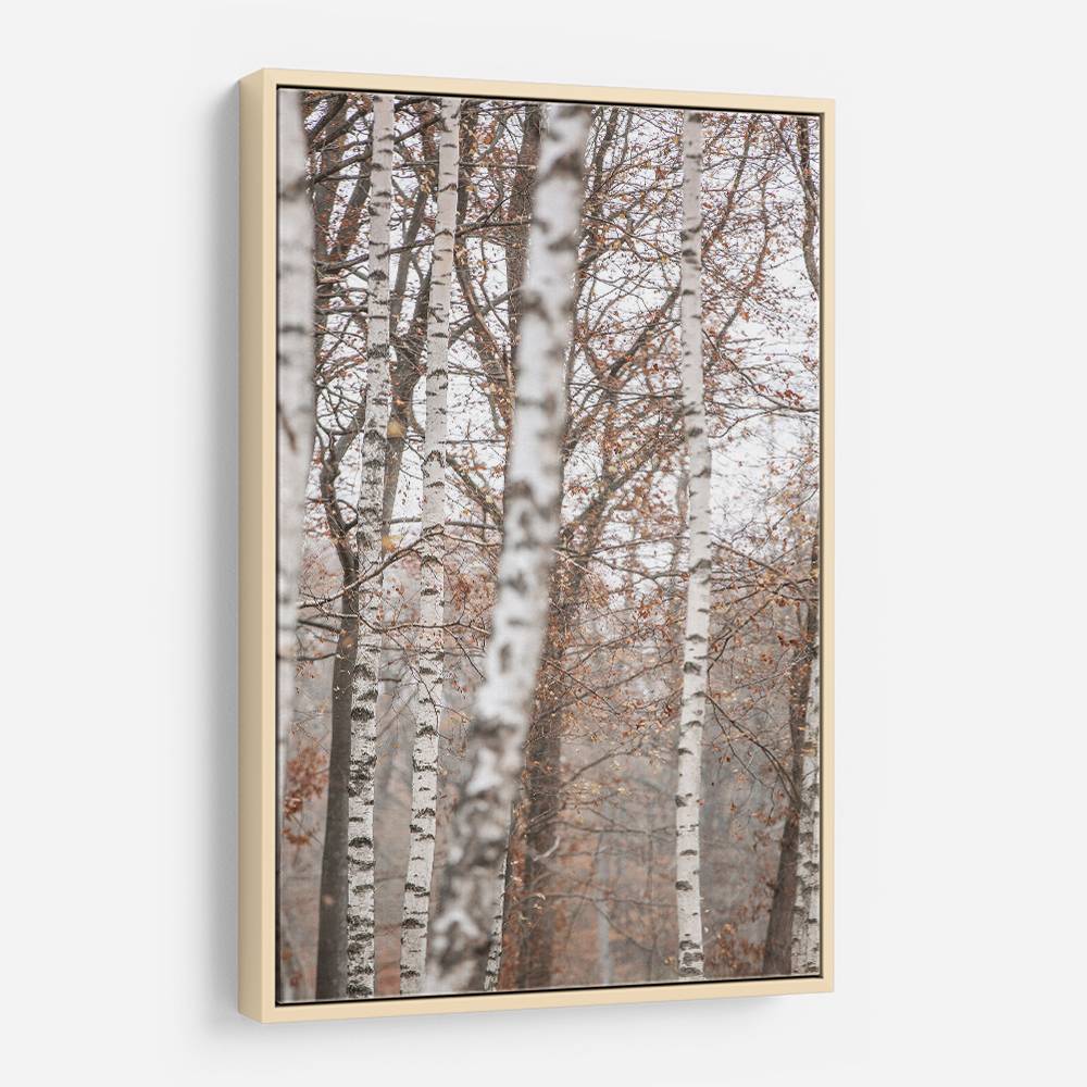 Birch Trees 6 Wall Art