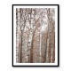 Birch Trees 6 Wall Art