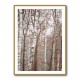 Birch Trees 6 Wall Art