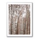 Birch Trees 6 Wall Art