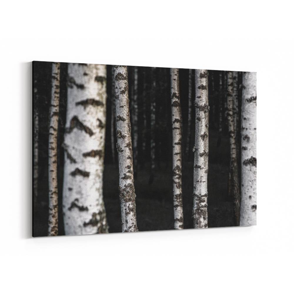 Birch Trees 8 Wall Art