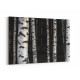 Birch Trees 8 Wall Art