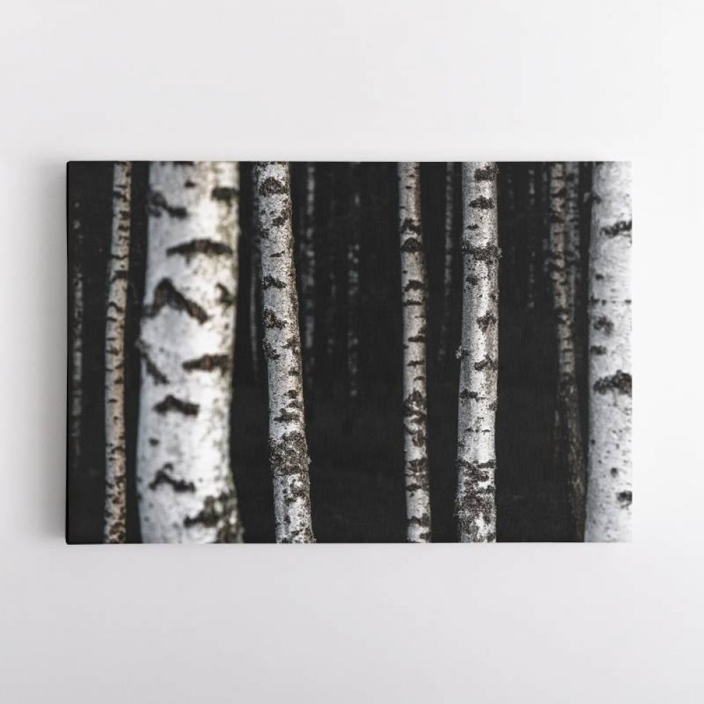 Birch Trees 8 Wall Art