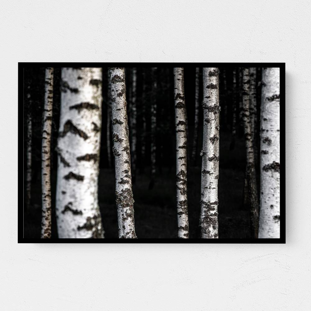 Birch Trees 8 Wall Art