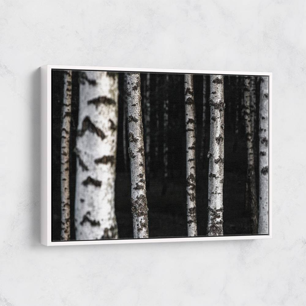 Birch Trees 8 Wall Art