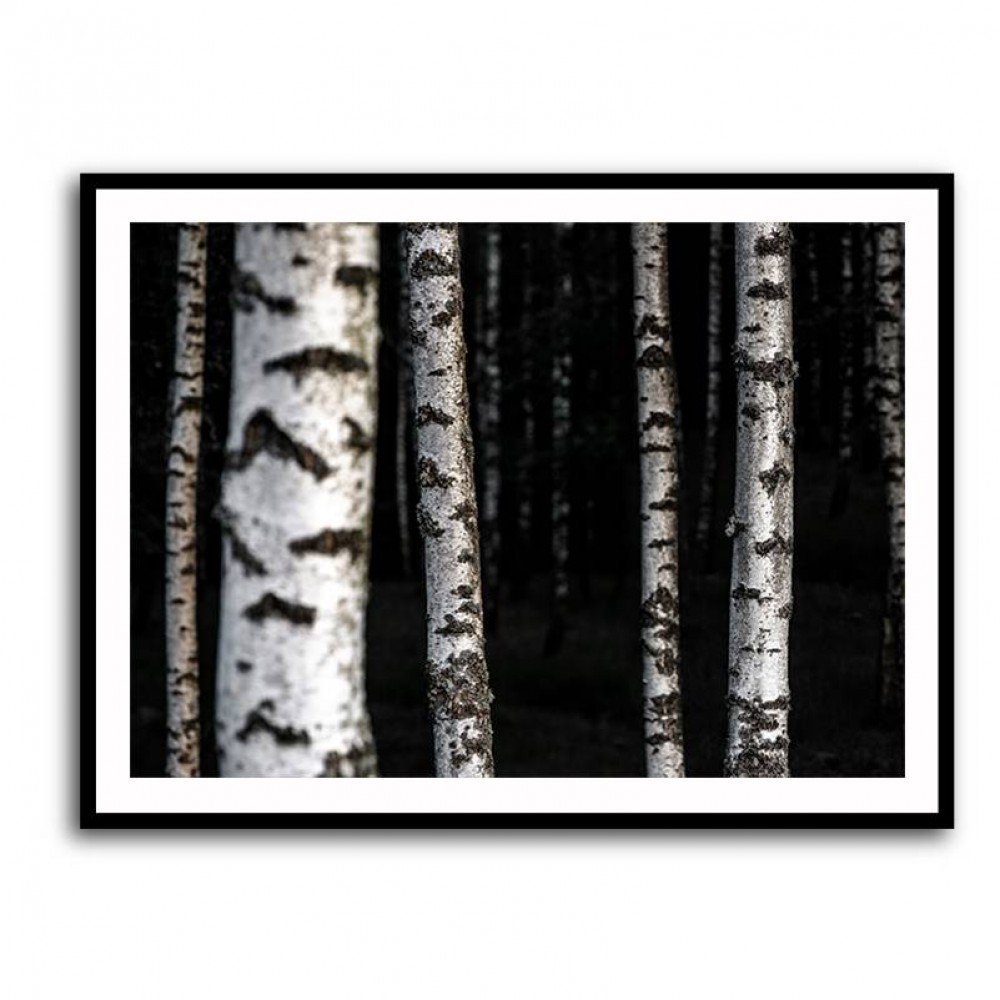 Birch Trees 8 Wall Art