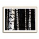 Birch Trees 8 Wall Art