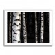 Birch Trees 8 Wall Art